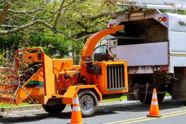 The Steps Involved in Our Tree Care Process in Medina, MN